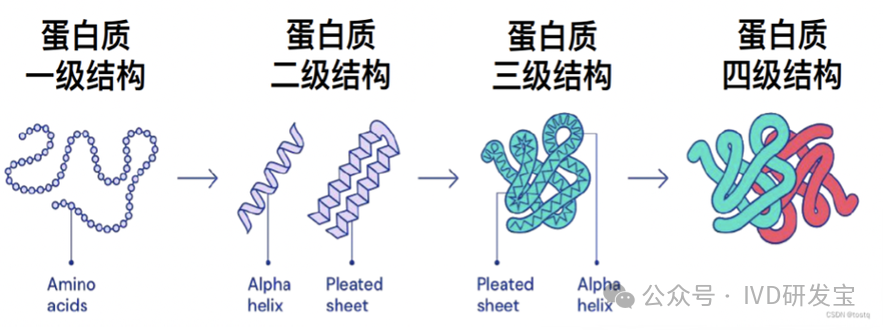 蛋白质结构