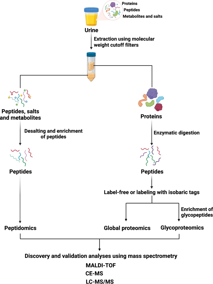 尿液蛋白质组学工作流程