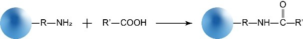 胺基琼脂糖磁珠偶联含羧基分子
