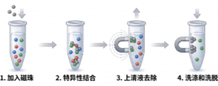 磁珠纯化蛋白流程
