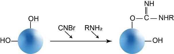 CNBr偶联机制