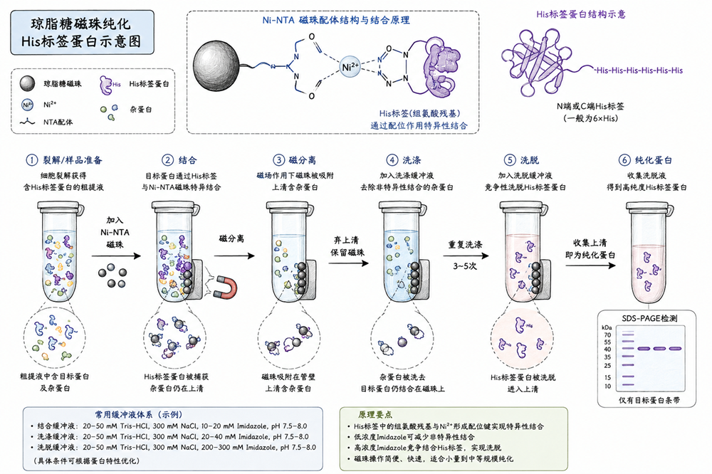 磁珠法纯化组氨酸标签蛋白