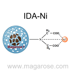 Magarose-IDA-Ni