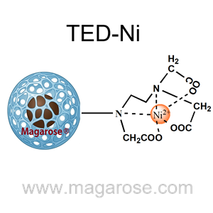 Magarose-TED-Ni