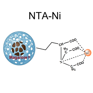 Magarose-NTA-Ni