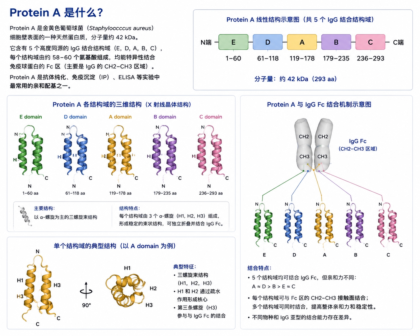 蛋白A结构