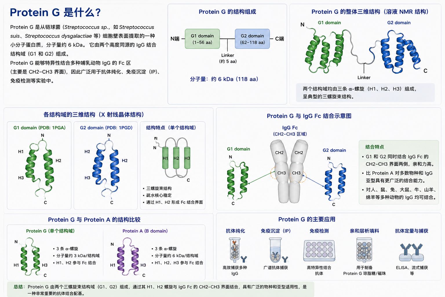 蛋白G结构