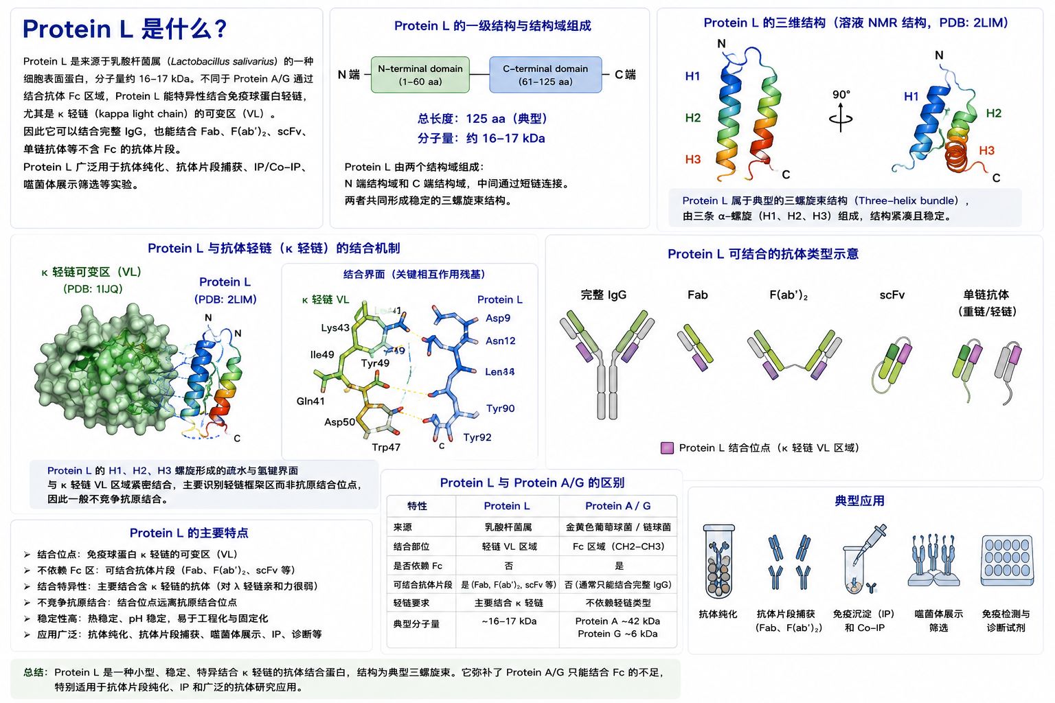 蛋白L结构