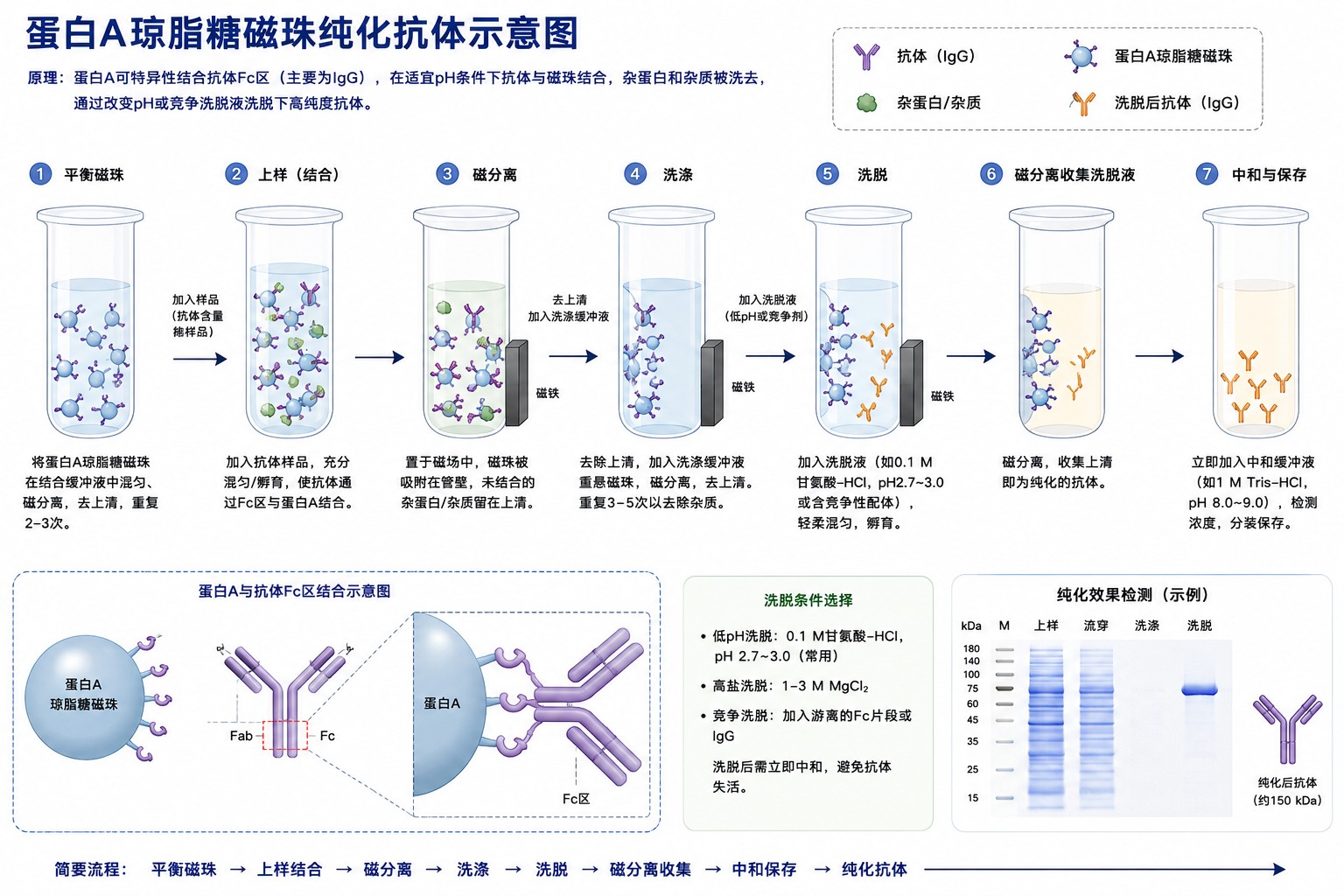 Protein A 磁珠纯化抗体流程示意图