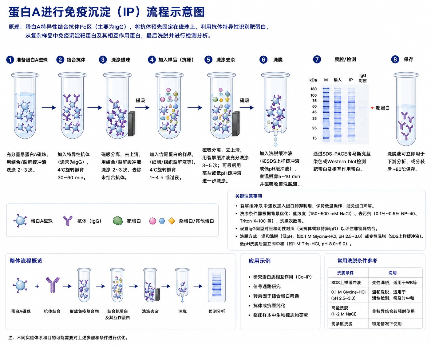 蛋白A进行免疫共沉淀示意图