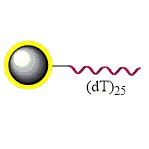 mRNA纯化磁珠PuriMag™ G-Oligo (dT)25磁珠
