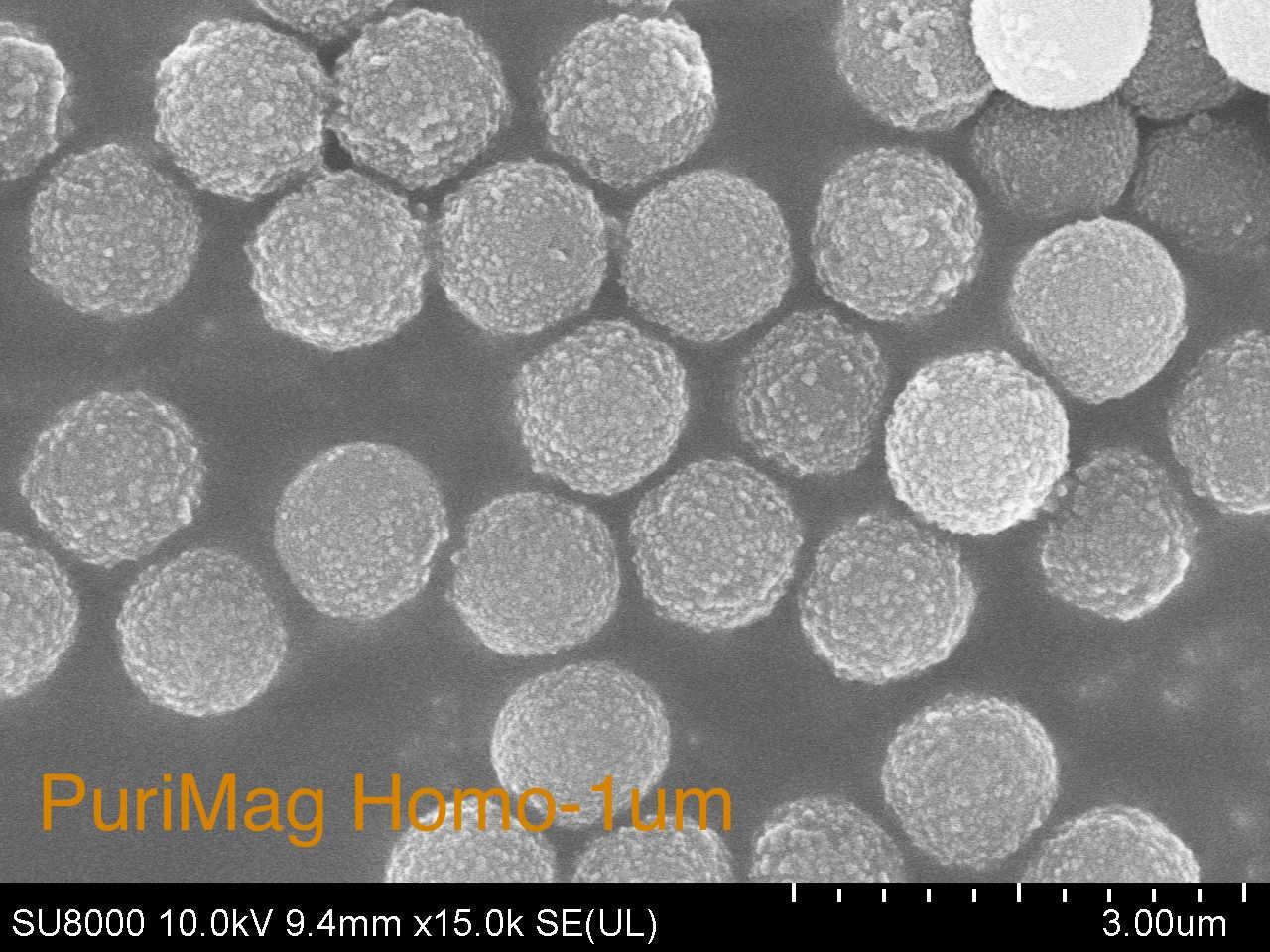 高密度氨基磁性微球|1微米氨基磁珠|聚合物氨基磁性微球